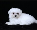 Small #4 Maltese