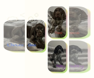 German Shorthaired Pointer Puppy for Sale in STATE COLLEGE, Pennsylvania USA
