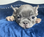 Small Photo #20 French Bulldog Puppy For Sale in COLORADO SPRINGS, CO, USA