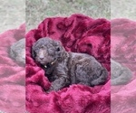 Small Photo #2 Double Doodle Puppy For Sale in LEXINGTON, NC, USA