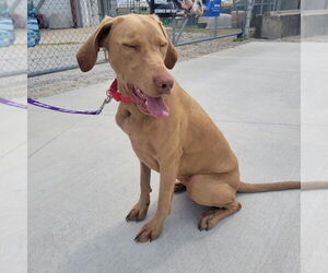 Labradoodle Dogs for adoption in Evansville, IN, USA