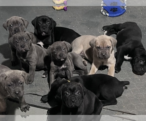 Medium Photo #1 Cane Corso Puppy For Sale in MOUNT MORRIS, MI, USA