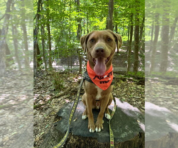 Medium Photo #5 Labrador Retriever-Unknown Mix Puppy For Sale in South Bend, IN, USA
