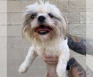 Shih Tzu-Unknown Mix Dogs for adoption in Rockwall, TX, USA
