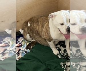 Mother of the Olde English Bulldogge puppies born on 08/24/2021