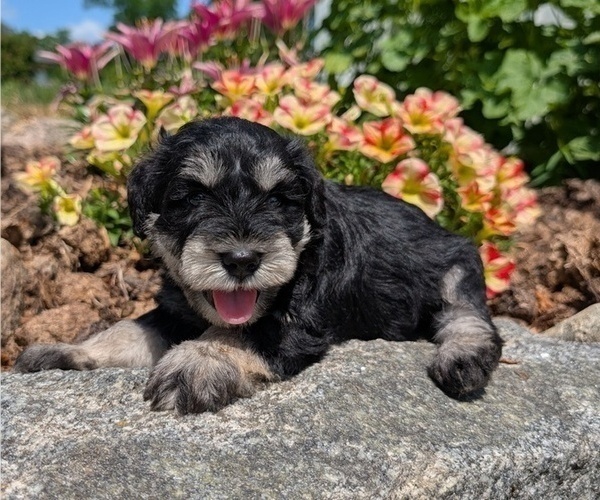 Medium Photo #18 Schnauzer (Miniature) Puppy For Sale in GOSHEN, IN, USA