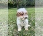 Small #22 Poodle (Miniature)