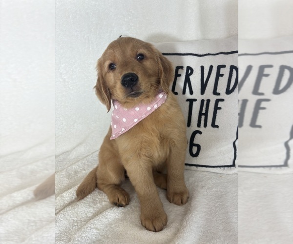 Medium Photo #2 Golden Retriever Puppy For Sale in GREENFIELD, IN, USA