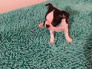 Boston Terrier Puppy for sale in NILES, MI, USA