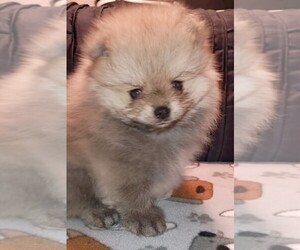 Pomeranian Puppy for sale in PEMBROKE, GA, USA