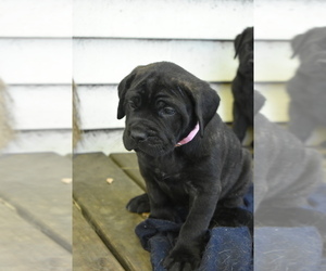 Mastiff Puppy for sale in SPRINGPORT, MI, USA