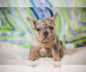 French Bulldog Puppy for sale in RANDALLSTOWN, MD, USA