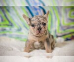 Small French Bulldog