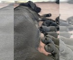 Litter of 7 - Male(s) and Female(s) Labrador RetrieverLitter of Puppies for Sale - Small photo