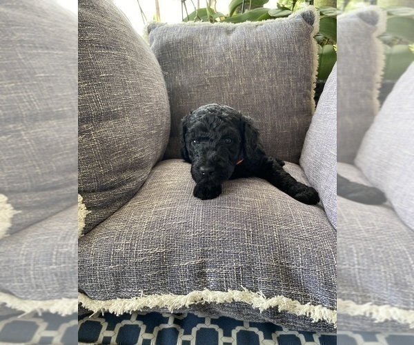 Full screen Photo #2 Poodle (Standard) Puppy For Sale in FORT LAUDERDALE, FL, USA