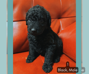 Double Doodle Puppy for sale in WASHINGTON, DC, USA