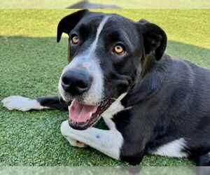 American Pit Bull Terrier Dogs for adoption in Redwood City, CA, USA