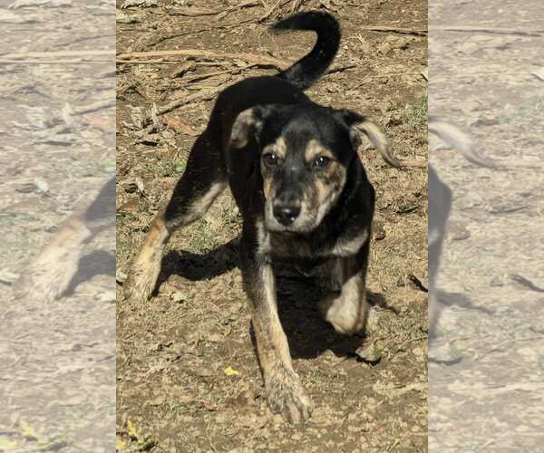 Medium Photo #7 Mutt Puppy For Sale in Munford, TN, USA