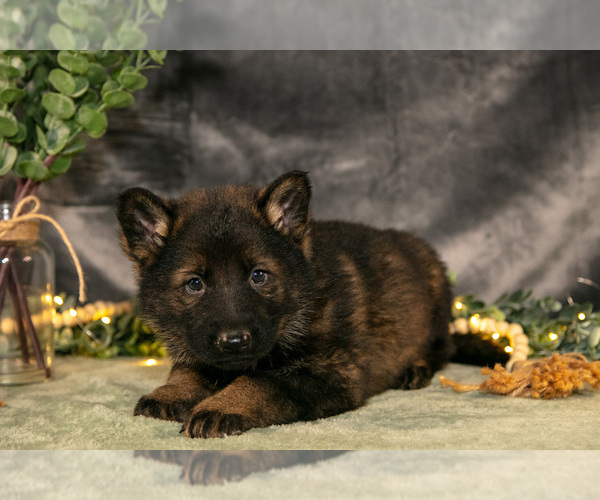 Medium Photo #6 German Shepherd Dog Puppy For Sale in SHIPSHEWANA, IN, USA