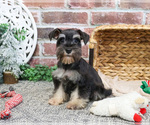 Small #3 Schnauzer (Miniature)
