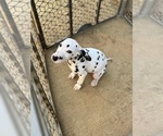 Puppy Cupid M1 Dalmatian