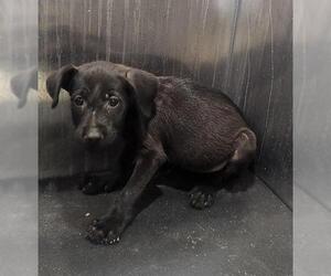 Chihuahua-Unknown Mix Dogs for adoption in San Antonio, TX, USA
