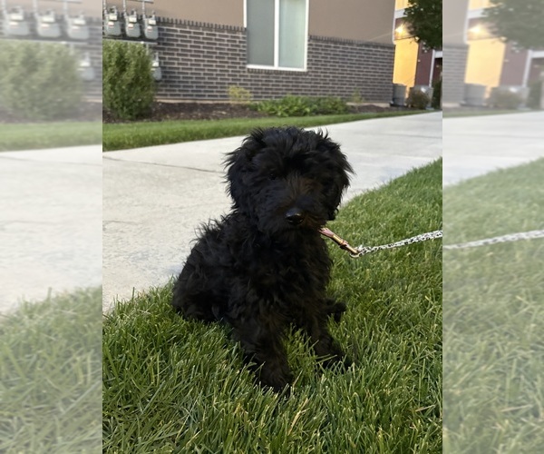 Medium Photo #1 Goldendoodle Puppy For Sale in SPANISH FORK, UT, USA