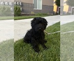 Small Goldendoodle