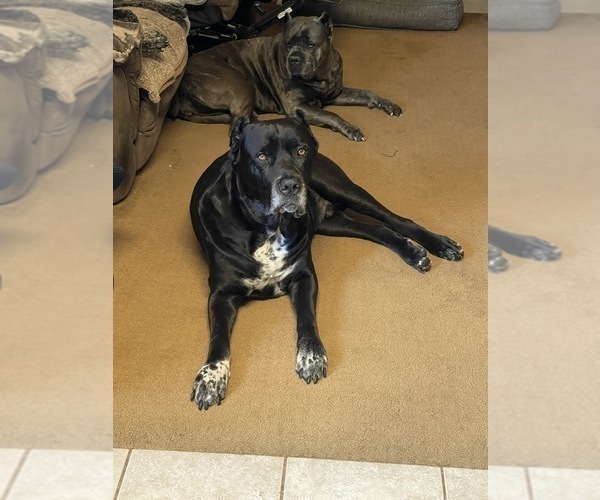 Medium Photo #3 Cane Corso Puppy For Sale in CHULA VISTA, CA, USA