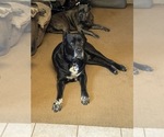 Small Photo #3 Cane Corso Puppy For Sale in CHULA VISTA, CA, USA