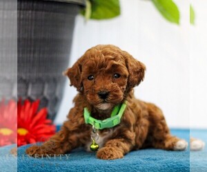 Poodle (Toy) Puppy for sale in EAST EARL, PA, USA