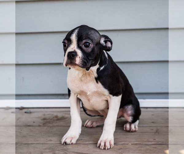 Medium Photo #7 Boston Terrier Puppy For Sale in WAKARUSA, IN, USA