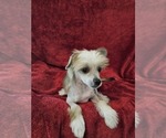 Small #13 Chinese Crested