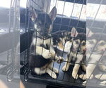 Small Photo #2 German Shepherd Dog-Siberian Husky Mix Puppy For Sale in NEW ALBANY, IN, USA