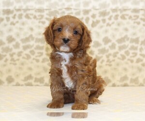 Cavapoo Puppy for sale in DENVER, PA, USA