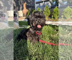 Shih-Poo Dogs for adoption in Gretna, NE, USA