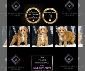 Goldendoodle (Miniature) Puppy for sale in WARSAW, IN, USA