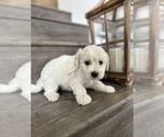 Small #6 Bichon Frise