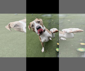 Dino - Male American Pit Bull Terrier-Unknown Mix Dog for Adoption - Photo #2