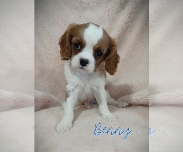Medium Photo #1 Cavalier King Charles Spaniel Puppy For Sale in STANLEY, WI, USA