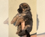 Small #2 German Shepherd Dog