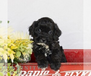 Cavapoo Puppy for sale in GAP, PA, USA