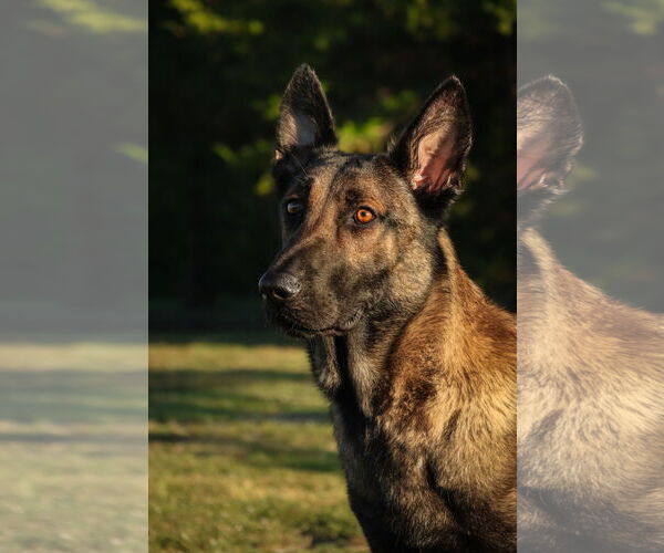 Medium Photo #4 German Shepherd Dog Puppy For Sale in Royse City , TX, USA