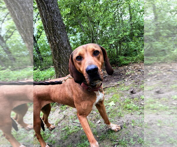 Medium Photo #5 Mutt Puppy For Sale in Linton, IN, USA