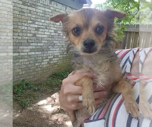 Chihuahua-Unknown Mix Dogs for adoption in Texarkana, TX, USA