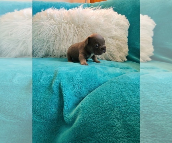 Medium Photo #7 French Bulldog Puppy For Sale in ATLANTA, GA, USA