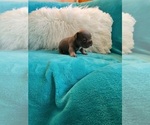 Small #6 French Bulldog
