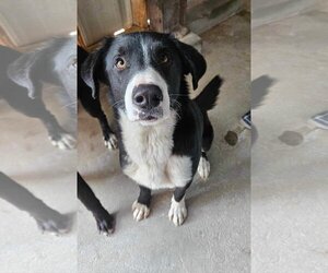 Collie-Labrador Retriever Mix Dogs for adoption in El Centro, CA, USA