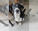 Small Photo #1 Collie-Labrador Retriever Mix Puppy For Sale in El Centro, CA, USA