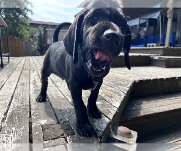 Medium Photo #3 German Shorthaired Lab Puppy For Sale in TACOMA, WA, USA